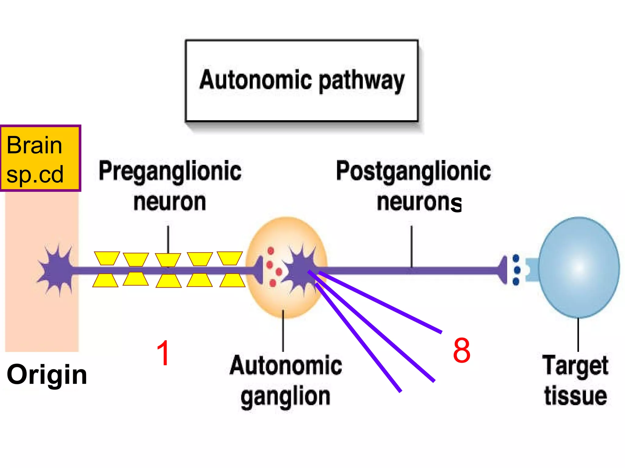 Brain sp.cd Origin  s 1 8 