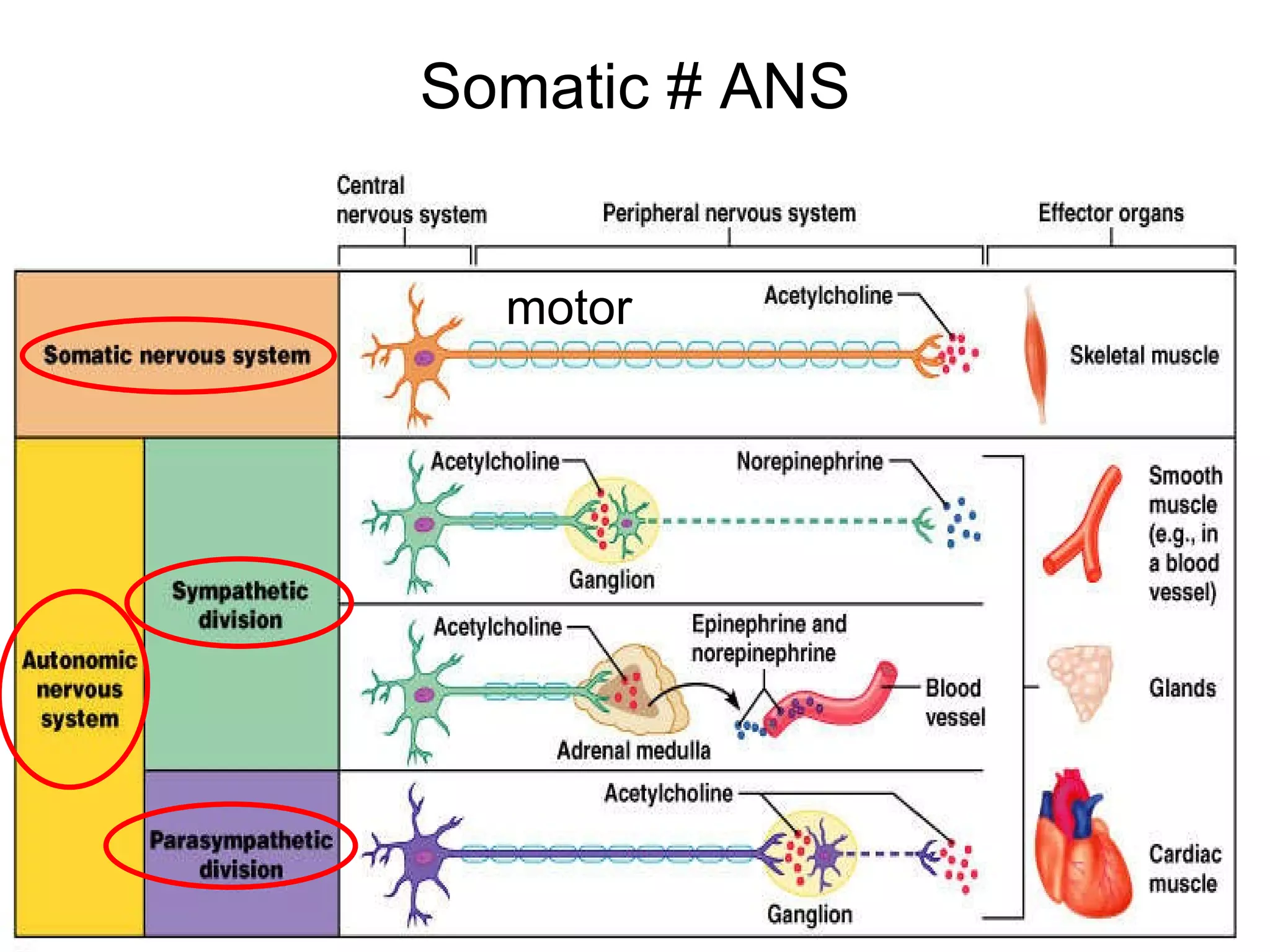 Somatic # ANS motor 