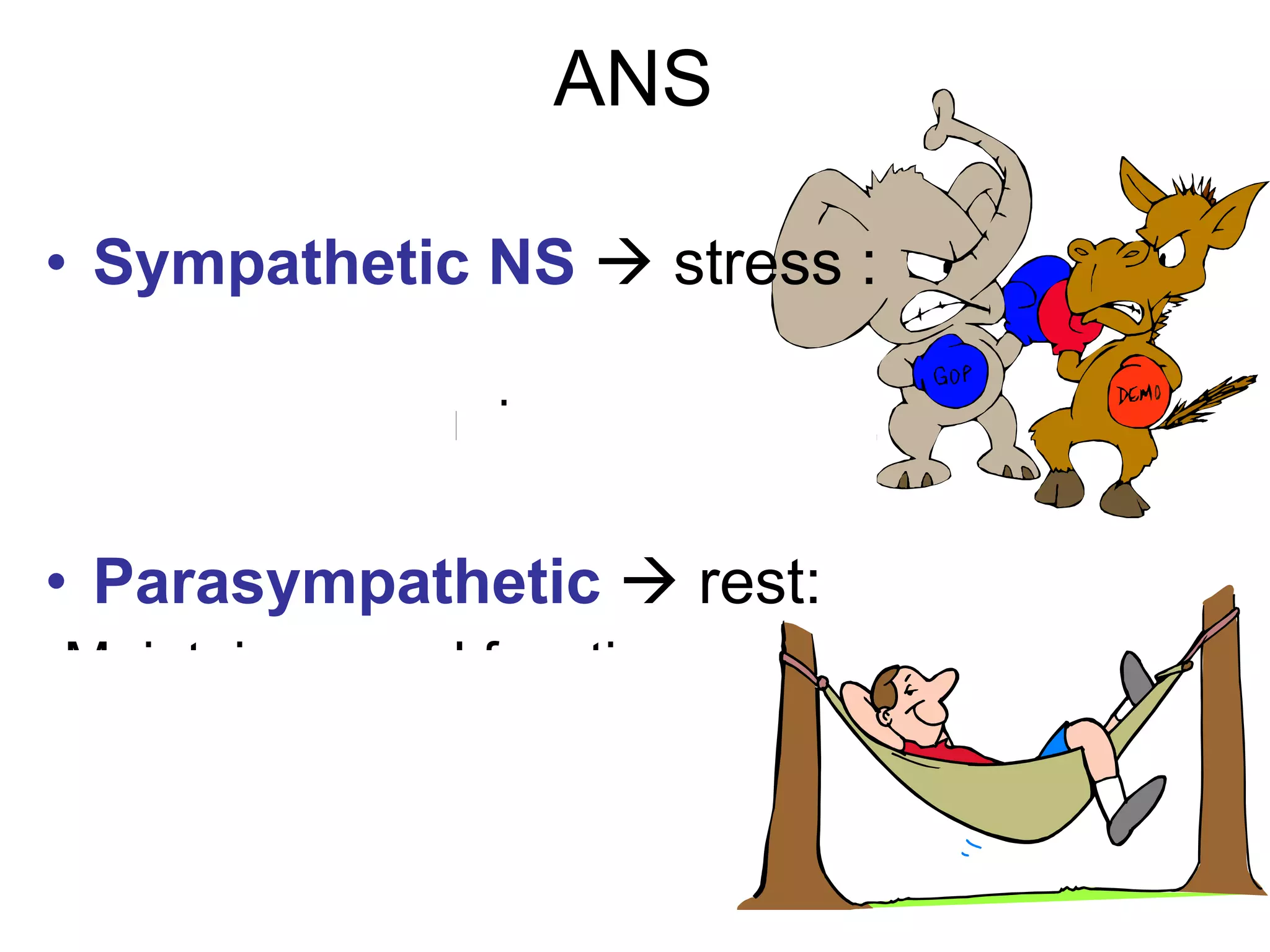 ANS Sympathetic NS     stress :  -“Fight or flight” -“E” division:exercise,emergency. Parasympathetic    rest: -Maintain normal functions -“D” division: digestion,  defecation, and diuresis. 
