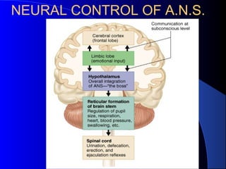 Ans physiology | PPT