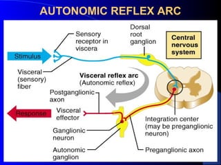 Ans physiology | PPT