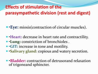 Effects of stimulation of the
parasympathetic division (rest and digest)
 •Eye: miosis(contraction of circular muscles).
 •Heart: decrease in heart rate and contractility.
 •Lung: constriction of bronchioles .
 •GIT: increase in tone and motility.
 •Salivary gland: copious and watery secretion.
 •Bladder: contraction of detrusorand relaxation
of trigoneand sphincter.
 