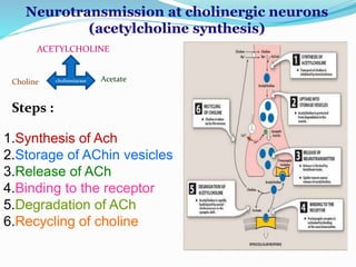Neurotransmission at cholinergic neurons
(acetylcholine synthesis)
ACETYLCHOLINE
cholinestaraseCholine Acetate
Steps :
1.Synthesis of Ach
2.Storage of AChin vesicles
3.Release of ACh
4.Binding to the receptor
5.Degradation of ACh
6.Recycling of choline
 