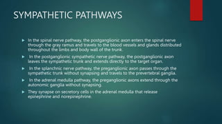 SYMPATHETIC PATHWAYS
 In the spinal nerve pathway, the postganglionic axon enters the spinal nerve
through the gray ramus and travels to the blood vessels and glands distributed
throughout the limbs and body wall of the trunk.
 In the postganglionic sympathetic nerve pathway, the postganglionic axon
leaves the sympathetic trunk and extends directly to the target organ.
 In the splanchnic nerve pathway, the preganglionic axon passes through the
sympathetic trunk without synapsing and travels to the prevertebral ganglia.
 In the adrenal medulla pathway, the preganglionic axons extend through the
autonomic ganglia without synapsing.
 They synapse on secretory cells in the adrenal medulla that release
epinephrine and norepinephrine.
 