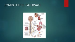 SYMPATHETIC PATHWAYS
 