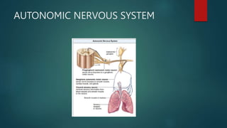 AUTONOMIC NERVOUS SYSTEM
 