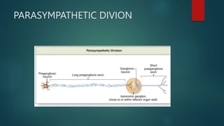 PARASYMPATHETIC DIVION
 