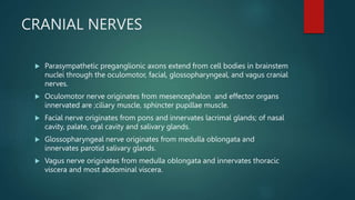 CRANIAL NERVES
 Parasympathetic preganglionic axons extend from cell bodies in brainstem
nuclei through the oculomotor, facial, glossopharyngeal, and vagus cranial
nerves.
 Oculomotor nerve originates from mesencephalon and effector organs
innervated are ;ciliary muscle, sphincter pupillae muscle.
 Facial nerve originates from pons and innervates lacrimal glands; of nasal
cavity, palate, oral cavity and salivary glands.
 Glossopharyngeal nerve originates from medulla oblongata and
innervates parotid salivary glands.
 Vagus nerve originates from medulla oblongata and innervates thoracic
viscera and most abdominal viscera.
 