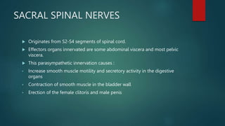 SACRAL SPINAL NERVES
 Originates from S2-S4 segments of spinal cord.
 Effectors organs innervated are some abdominal viscera and most pelvic
viscera.
 This parasympathetic innervation causes :
• Increase smooth muscle motility and secretory activity in the digestive
organs
• Contraction of smooth muscle in the bladder wall
• Erection of the female clitoris and male penis
 