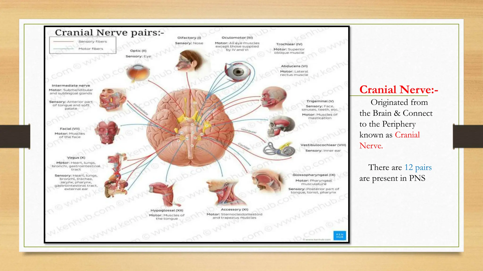Cranial Nerve:-
Originated from
the Brain & Connect
to the Periphery
known as Cranial
Nerve.
There are 12 pairs
are present in PNS
 