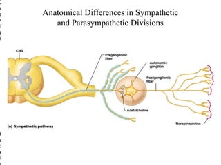 C
o
p
y
ri
g
h

©

2
0
0
5
P
e
a
r
s
o
n
E
d
u
c
a
i

Anatomical Differences in Sympathetic
and Parasympathetic Divisions

 