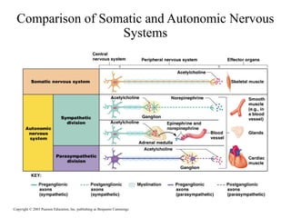 Comparison of Somatic and Autonomic Nervous
Systems

Copyright © 2003 Pearson Education, Inc. publishing as Benjamin Cummings

 