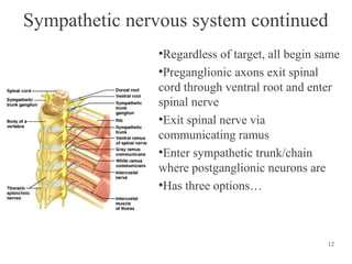 Sympathetic nervous system continued
Regardless of target, all begin same
●
Preganglionic axons exit spinal
cord through ventral root and enter
spinal nerve
●
Exit spinal nerve via
communicating ramus
●
Enter sympathetic trunk/chain
where postganglionic neurons are
●
Has three options…
●

12

 