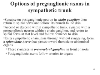 Options of preganglionic axons in
sympathetic trunk
Synapse on postganglionic neuron in chain ganglion then
return to spinal nerve and follow its branch to the skin
●
Ascend or descend within sympathetic trunk, synapse with a
posganglionic neuron within a chain ganglion, and return to
spinal nerve at that level and follow branches to skin
●
Enter sympathetic chain, pass through without synapsing, form
a splanchnic nerve that passes toward thoracic or abdominal
organs
●
These synapses in prevertebral ganglion in front of aorta
●
Postganglionic axons follow arteries to organs
●

13

 