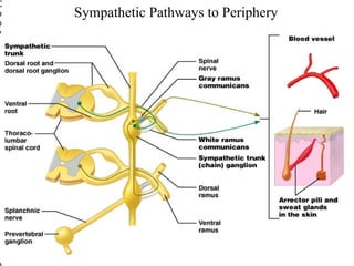 C
o
p
y
ri
g
h

Sympathetic Pathways to Periphery

©

2
0
0
5
P
e
a
r
s
o
n
E
d
u
c
a
i

Figure 15.9

 