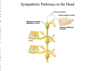C
o
p
y
ri
g
h

©

2
0
0
5
P
e
a
r
s
o
n
E
d
u
c
a
i

Sympathetic Pathways to the Head

 
