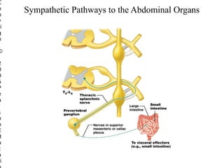 C
o
p
y
ri
g
h

©

2
0
0
5
P
e
a
r
s
o
n
E
d
u
c
a
i

Sympathetic Pathways to the Abdominal Organs

 