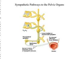 C
o
p
y
ri
g
h

©

2
0
0
5
P
e
a
r
s
o
n
E
d
u
c
a
i

Sympathetic Pathways to the Pelvic Organs

 