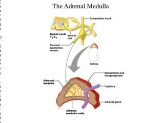 C
o
p
y
ri
g
h

©

2
0
0
5
P
e
a
r
s
o
n
E
d
u
c
a
i

The Adrenal Medulla

 
