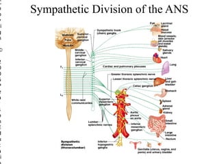 C
o
p
y
ri
g
h

©

2
0
0
5
P
e
a
r
s
o
n
E
d
u
c
a
i

Sympathetic Division of the ANS

 