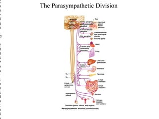 C
o
p
y
ri
g
h

©

2
0
0
5
P
e
a
r
s
o
n
E
d
u
c
a
i

The Parasympathetic Division

 