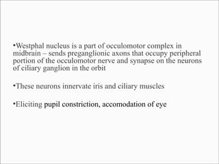 Westphal nucleus is a part of occulomotor complex in
midbrain – sends preganglionic axons that occupy peripheral
portion of the occulomotor nerve and synapse on the neurons
of ciliary ganglion in the orbit
●

These neurons innervate iris and ciliary muscles

●

Eliciting pupil constriction, accomodation of eye

●

 