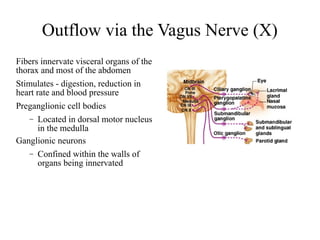 Outflow via the Vagus Nerve (X)
Fibers innervate visceral organs of the
thorax and most of the abdomen
Stimulates - digestion, reduction in
heart rate and blood pressure
Preganglionic cell bodies
Located in dorsal motor nucleus
in the medulla
Ganglionic neurons
–

–

Confined within the walls of
organs being innervated

 