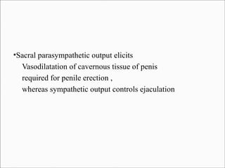 Sacral parasympathetic output elicits
Vasodilatation of cavernous tissue of penis
required for penile erection ,
whereas sympathetic output controls ejaculation

●

 