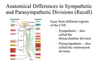 Anatomical Differences in Sympathetic
and Parasympathetic Divisions (Recall)
Issue from different regions
of the CNS
–

Sympathetic – also
called the
thoracolumbar division

–

Parasympathetic – also
called the craniosacral
division

 