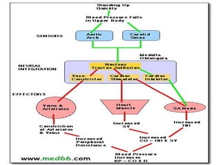 Autonomic Nervous System
