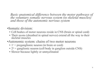 Basic anatomical difference between the motor pathways of
the voluntary somatic nervous system (to skeletal muscles)
and those of the autonomic nervous system
Somatic division:

●

●
●

Cell bodies of motor neurons reside in CNS (brain or spinal cord)
Their axons (sheathed in spinal nerves) extend all the way to their
skeletal muscles

Autonomic system: chains of two motor neurons

●

●
●
●

1st = preganglionic neuron (in brain or cord)
2nd = ganglionic neuron (cell body in ganglion outside CNS)
Slower because lightly or unmyelinated

6

 