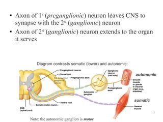 ●

●

Axon of 1st (preganglionic) neuron leaves CNS to
synapse with the 2nd (ganglionic) neuron
Axon of 2nd (ganglionic) neuron extends to the organ
it serves

Diagram contrasts somatic (lower) and autonomic:
autonomic
this dorsal root
ganglion is
sensory

somatic
7

Note: the autonomic ganglion is motor

 
