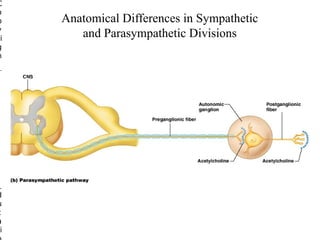 C
o
p
y
ri
g
h

©

2
0
0
5
P
e
a
r
s
o
n
E
d
u
c
a
i

Anatomical Differences in Sympathetic
and Parasympathetic Divisions

 