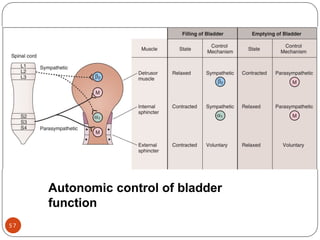 ANS Revised.pptx anatomy and physiology of their types | PPTX