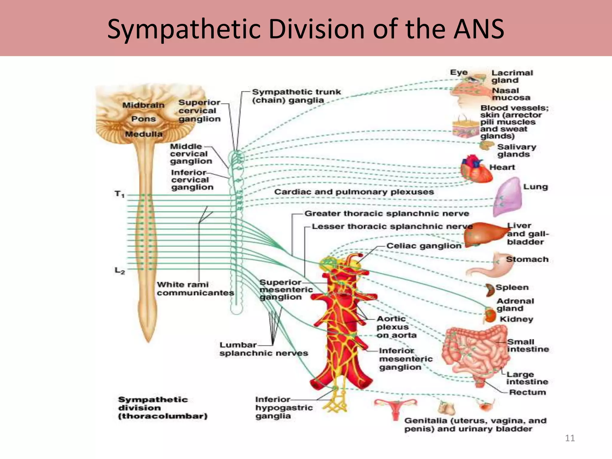 Sympathetic Division of the ANS 
11 
 
