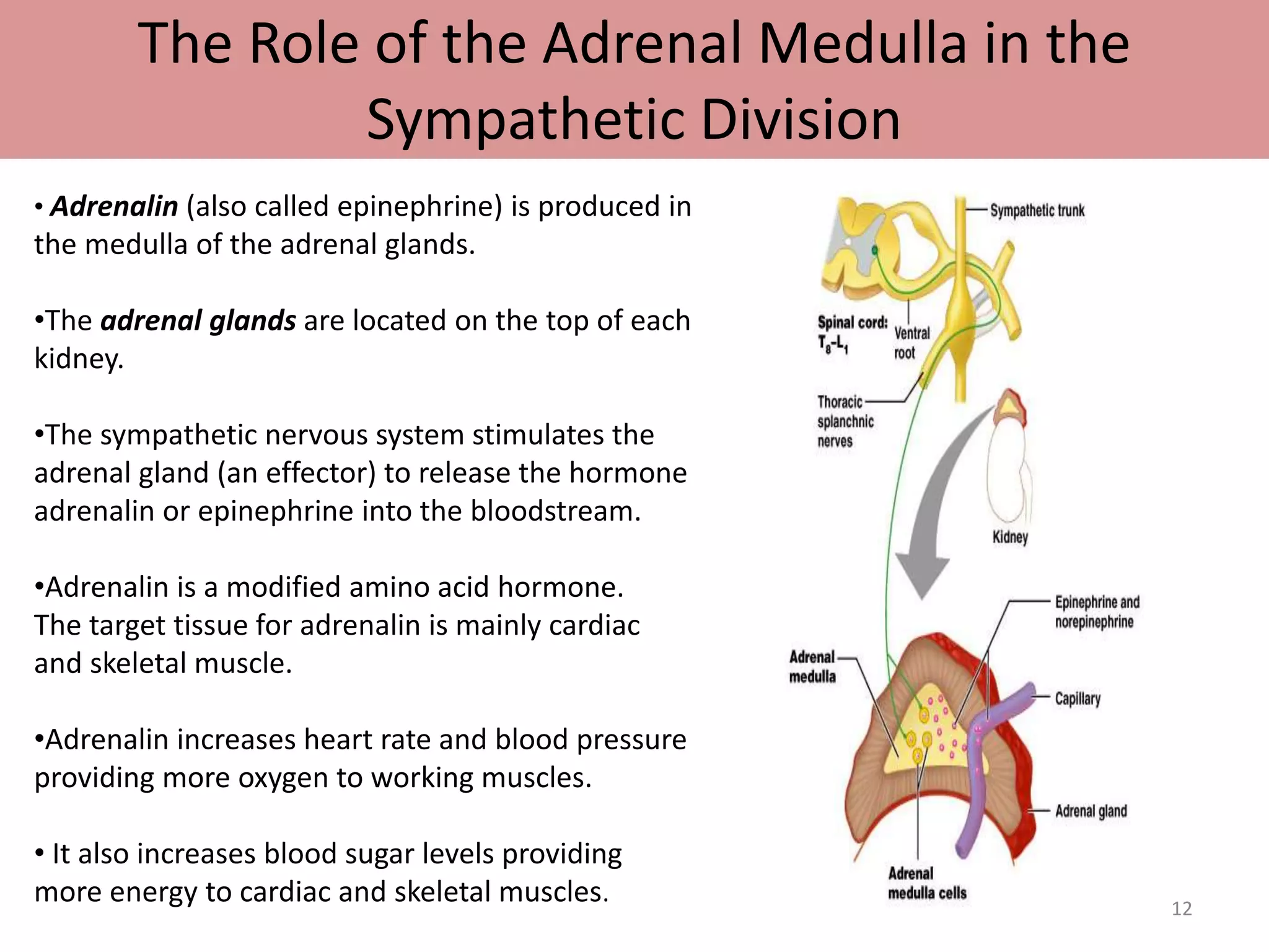 The Role of the Adrenal Medulla in the 
Sympathetic Division 
• Adrenalin (also called epinephrine) is produced in 
the medulla of the adrenal glands. 
•The adrenal glands are located on the top of each 
kidney. 
•The sympathetic nervous system stimulates the 
adrenal gland (an effector) to release the hormone 
adrenalin or epinephrine into the bloodstream. 
•Adrenalin is a modified amino acid hormone. 
The target tissue for adrenalin is mainly cardiac 
and skeletal muscle. 
•Adrenalin increases heart rate and blood pressure 
providing more oxygen to working muscles. 
• It also increases blood sugar levels providing 
more energy to cardiac and skeletal muscles. 
12 
 