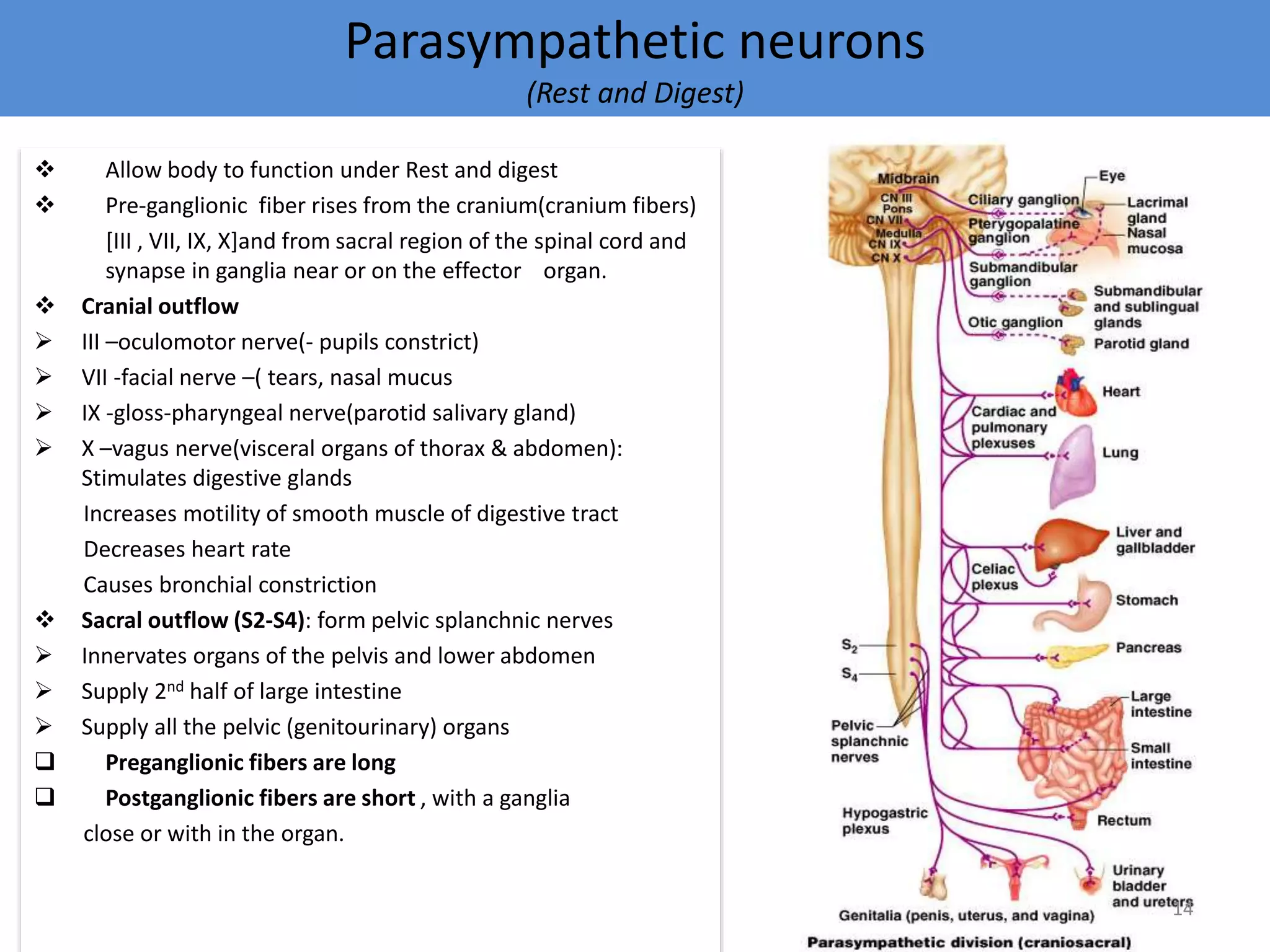 Parasympathetic neurons 
(Rest and Digest) 
 Allow body to function under Rest and digest 
 Pre-ganglionic fiber rises from the cranium(cranium fibers) 
[III , VII, IX, X]and from sacral region of the spinal cord and 
synapse in ganglia near or on the effector organ. 
 Cranial outflow 
 III –oculomotor nerve(- pupils constrict) 
 VII -facial nerve –( tears, nasal mucus 
 IX -gloss-pharyngeal nerve(parotid salivary gland) 
 X –vagus nerve(visceral organs of thorax & abdomen): 
Stimulates digestive glands 
Increases motility of smooth muscle of digestive tract 
Decreases heart rate 
Causes bronchial constriction 
 Sacral outflow (S2-S4): form pelvic splanchnic nerves 
 Innervates organs of the pelvis and lower abdomen 
 Supply 2nd half of large intestine 
 Supply all the pelvic (genitourinary) organs 
 Preganglionic fibers are long 
 Postganglionic fibers are short , with a ganglia 
close or with in the organ. 
14 
 