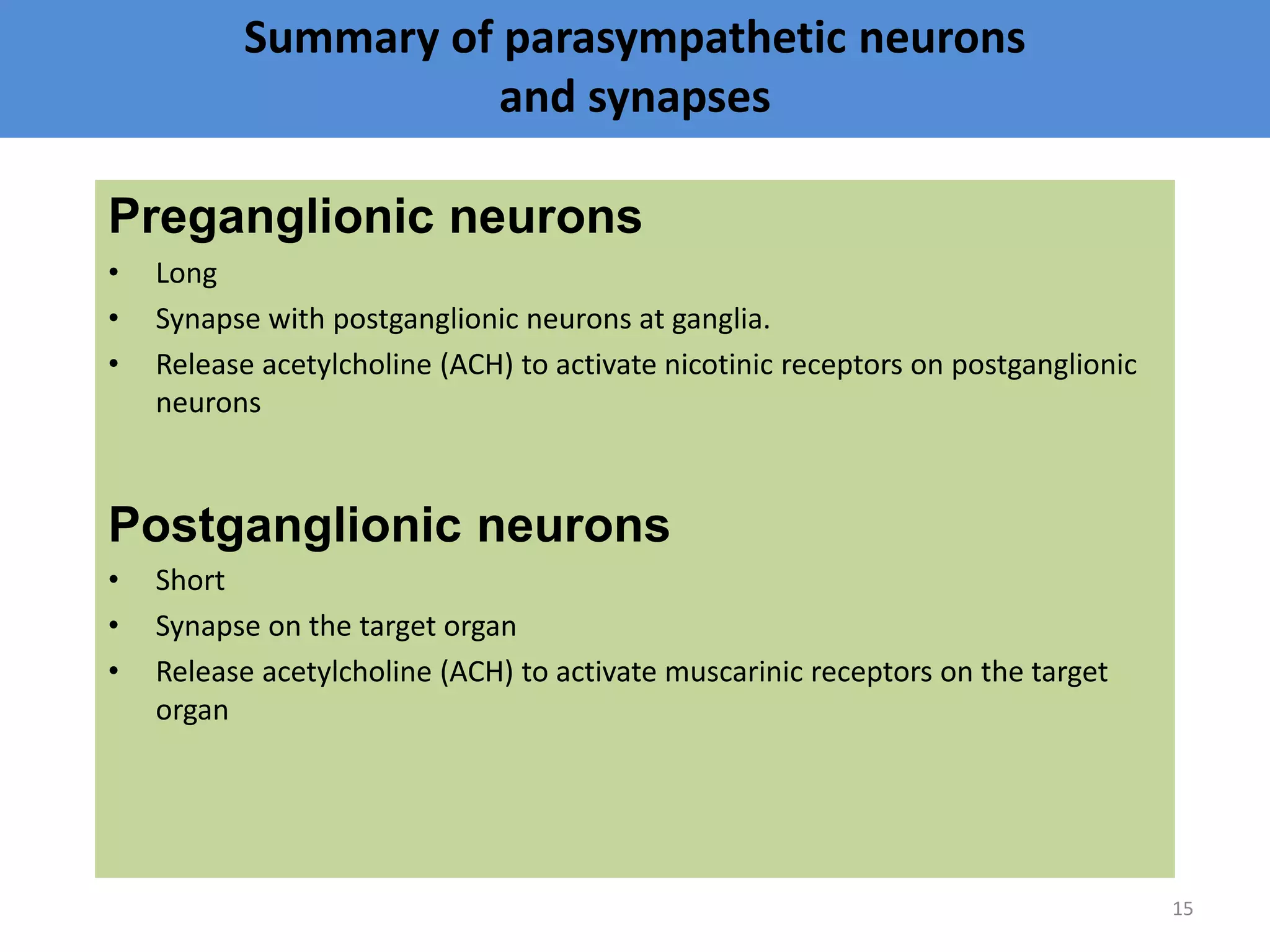 Summary of parasympathetic neurons 
and synapses 
Preganglionic neurons 
• Long 
• Synapse with postganglionic neurons at ganglia. 
• Release acetylcholine (ACH) to activate nicotinic receptors on postganglionic 
neurons 
Postganglionic neurons 
• Short 
• Synapse on the target organ 
• Release acetylcholine (ACH) to activate muscarinic receptors on the target 
organ 
15 
 