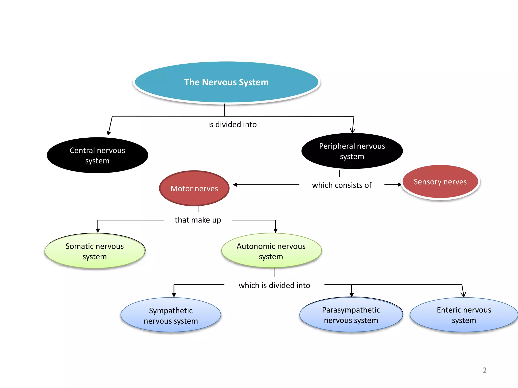 which consists of 
The Nervous System 
is divided into 
that make up 
which is divided into 
Sensory nerves 
Motor nerves 
Autonomic nervous 
system 
Central nervous 
system 
Somatic nervous 
system 
Peripheral nervous 
system 
Sympathetic 
nervous system 
Parasympathetic 
nervous system 
Enteric nervous 
system 
2 
 