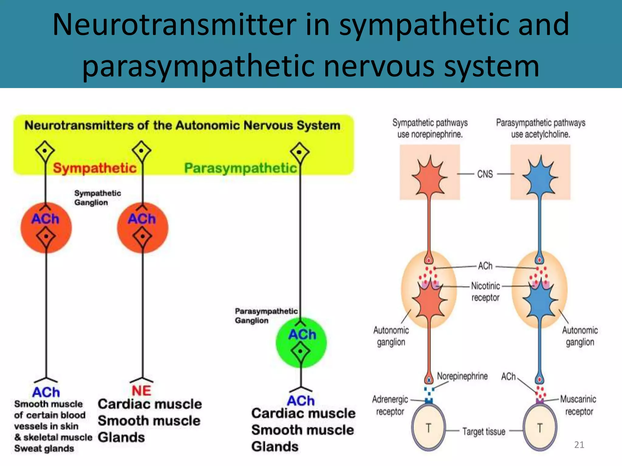 Neurotransmitter in sympathetic and 
parasympathetic nervous system 
21 
 