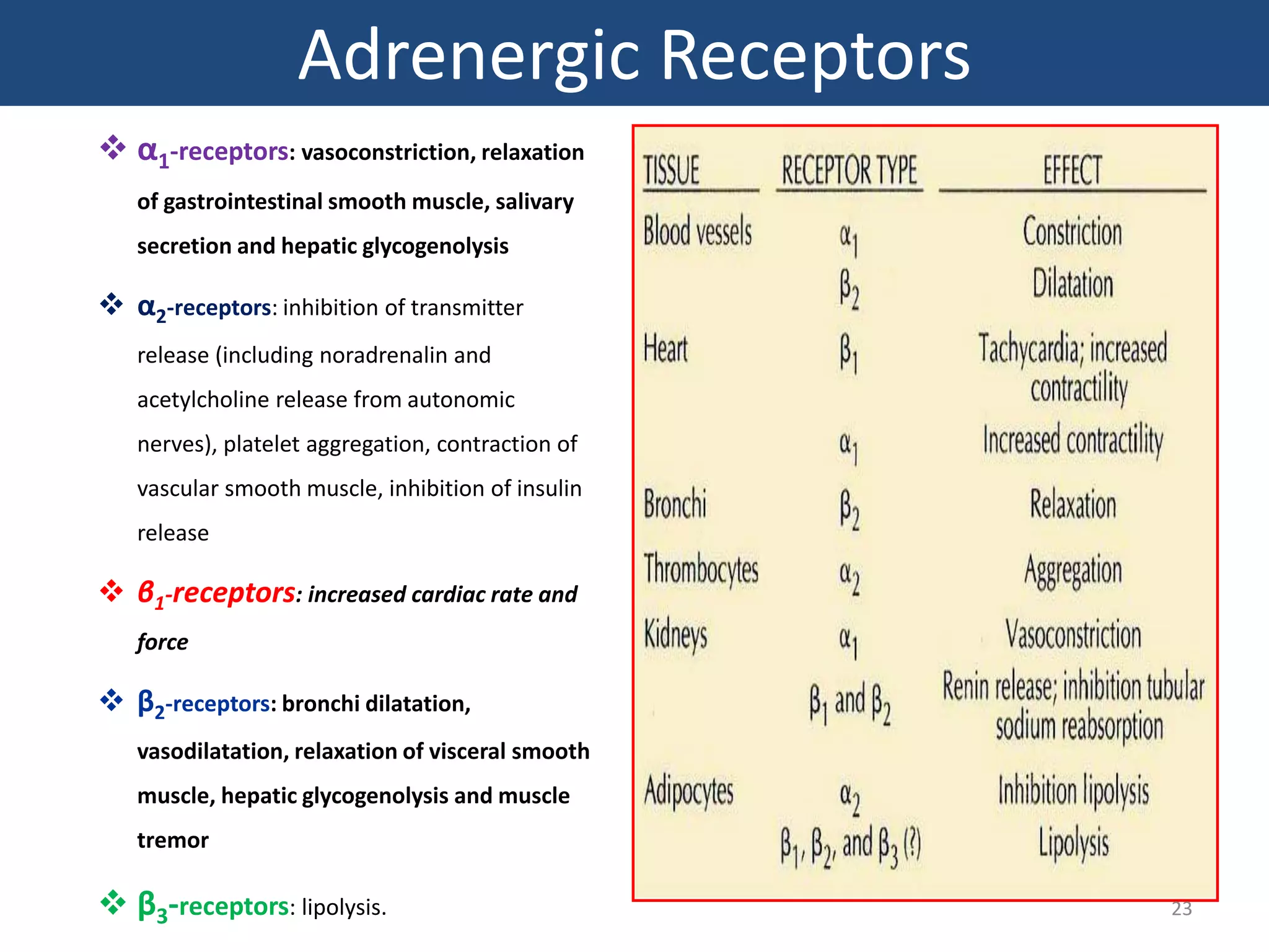 Adrenergic Receptors 
 α1-receptors: vasoconstriction, relaxation 
of gastrointestinal smooth muscle, salivary 
secretion and hepatic glycogenolysis 
 α2-receptors: inhibition of transmitter 
release (including noradrenalin and 
acetylcholine release from autonomic 
nerves), platelet aggregation, contraction of 
vascular smooth muscle, inhibition of insulin 
release 
 β1-receptors: increased cardiac rate and 
force 
 β2-receptors: bronchi dilatation, 
vasodilatation, relaxation of visceral smooth 
muscle, hepatic glycogenolysis and muscle 
tremor 
 β3-receptors: lipolysis. 23 
 