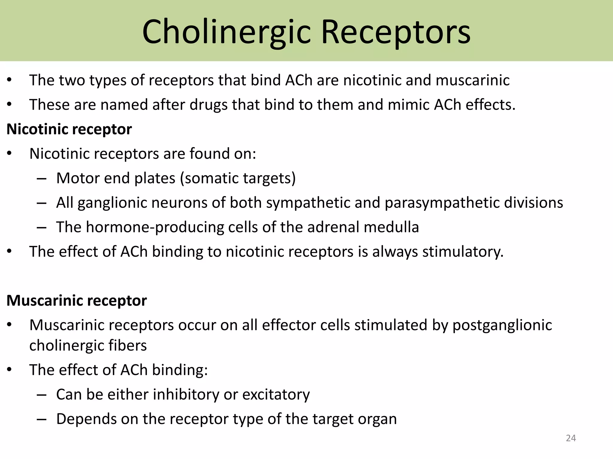 Cholinergic Receptors 
• The two types of receptors that bind ACh are nicotinic and muscarinic 
• These are named after drugs that bind to them and mimic ACh effects. 
Nicotinic receptor 
• Nicotinic receptors are found on: 
– Motor end plates (somatic targets) 
– All ganglionic neurons of both sympathetic and parasympathetic divisions 
– The hormone-producing cells of the adrenal medulla 
• The effect of ACh binding to nicotinic receptors is always stimulatory. 
Muscarinic receptor 
• Muscarinic receptors occur on all effector cells stimulated by postganglionic 
cholinergic fibers 
• The effect of ACh binding: 
– Can be either inhibitory or excitatory 
– Depends on the receptor type of the target organ 
24 
 