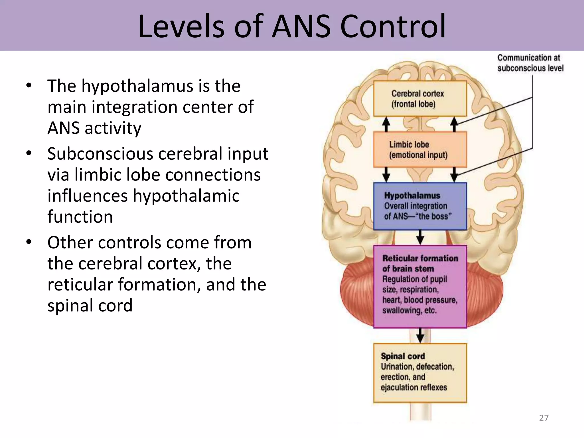 Levels of ANS Control 
• The hypothalamus is the 
main integration center of 
ANS activity 
• Subconscious cerebral input 
via limbic lobe connections 
influences hypothalamic 
function 
• Other controls come from 
the cerebral cortex, the 
reticular formation, and the 
spinal cord 
27 
 
