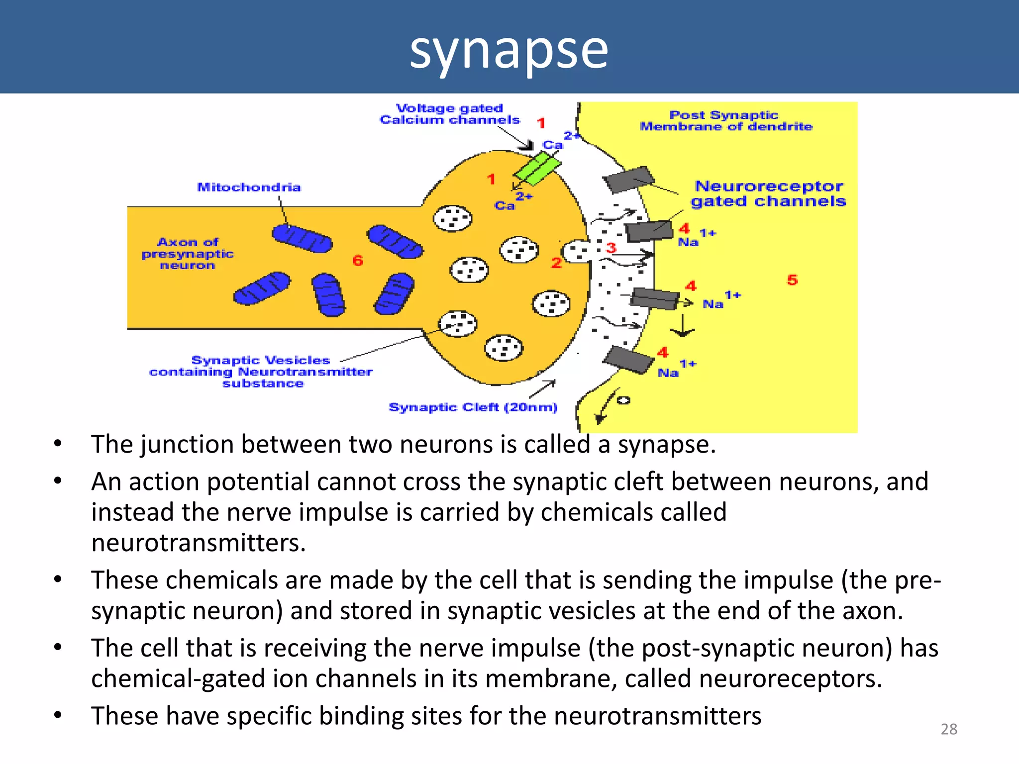 synapse 
• The junction between two neurons is called a synapse. 
• An action potential cannot cross the synaptic cleft between neurons, and 
instead the nerve impulse is carried by chemicals called 
neurotransmitters. 
• These chemicals are made by the cell that is sending the impulse (the pre-synaptic 
neuron) and stored in synaptic vesicles at the end of the axon. 
• The cell that is receiving the nerve impulse (the post-synaptic neuron) has 
chemical-gated ion channels in its membrane, called neuroreceptors. 
• These have specific binding sites for the neurotransmitters 28 
 