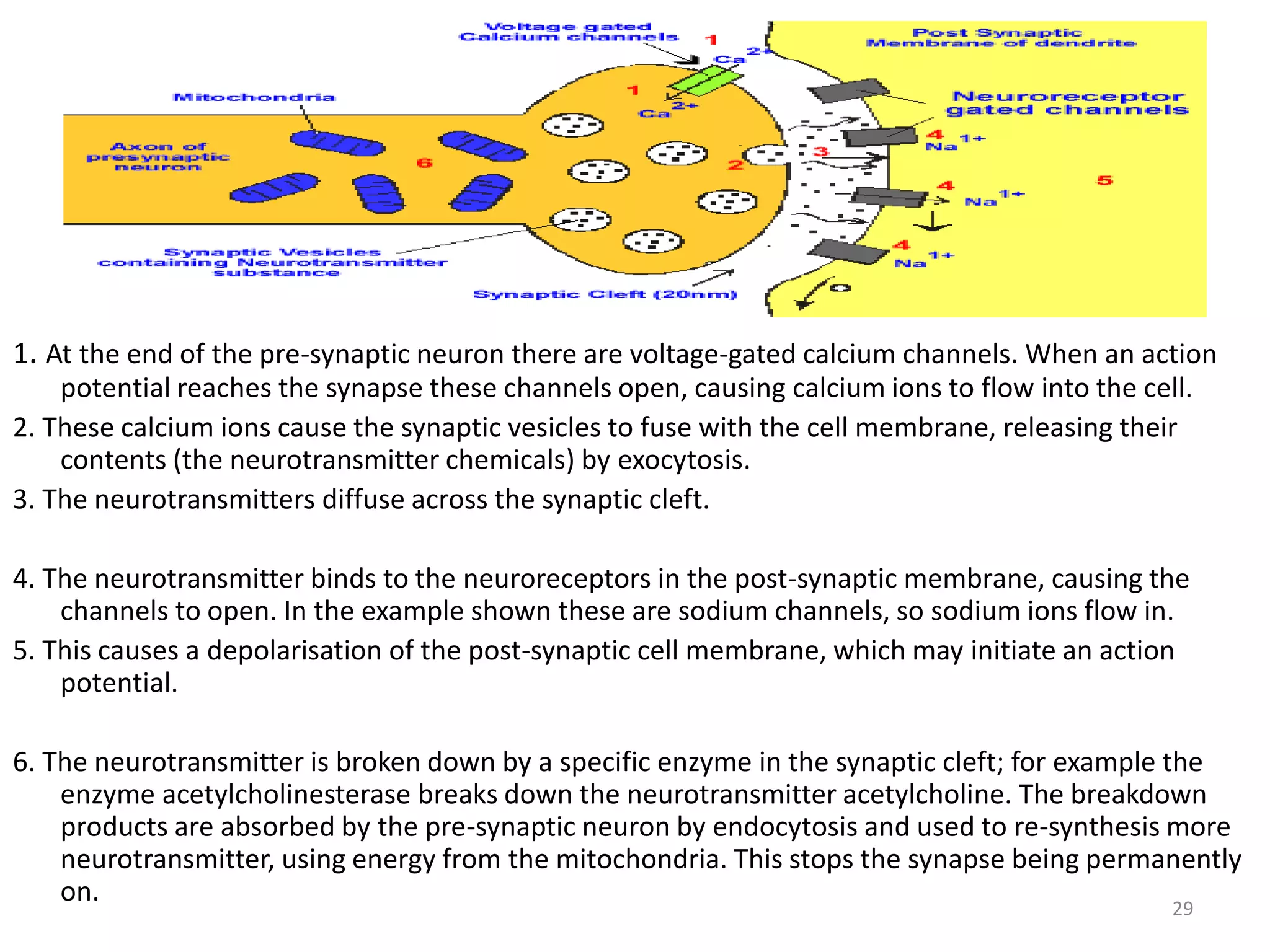 1. At the end of the pre-synaptic neuron there are voltage-gated calcium channels. When an action 
potential reaches the synapse these channels open, causing calcium ions to flow into the cell. 
2. These calcium ions cause the synaptic vesicles to fuse with the cell membrane, releasing their 
contents (the neurotransmitter chemicals) by exocytosis. 
3. The neurotransmitters diffuse across the synaptic cleft. 
4. The neurotransmitter binds to the neuroreceptors in the post-synaptic membrane, causing the 
channels to open. In the example shown these are sodium channels, so sodium ions flow in. 
5. This causes a depolarisation of the post-synaptic cell membrane, which may initiate an action 
potential. 
6. The neurotransmitter is broken down by a specific enzyme in the synaptic cleft; for example the 
enzyme acetylcholinesterase breaks down the neurotransmitter acetylcholine. The breakdown 
products are absorbed by the pre-synaptic neuron by endocytosis and used to re-synthesis more 
neurotransmitter, using energy from the mitochondria. This stops the synapse being permanently 
on. 
29 
 