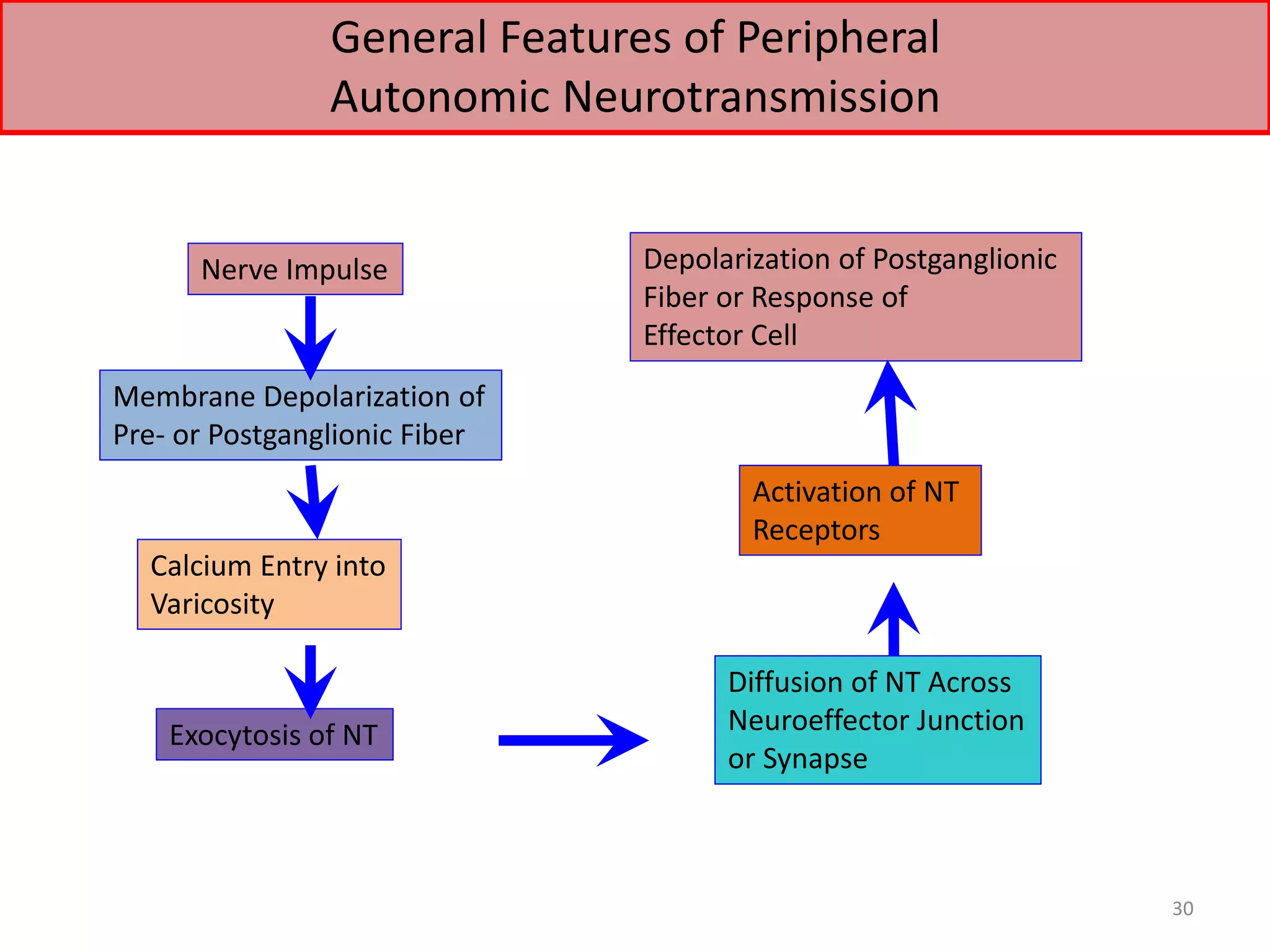 General Features of Peripheral 
Autonomic Neurotransmission 
Membrane Depolarization of 
Pre- or Postganglionic Fiber 
Calcium Entry into 
Varicosity 
Exocytosis of NT 
Depolarization of Postganglionic 
Fiber or Response of 
Effector Cell 
Activation of NT 
Receptors 
Diffusion of NT Across 
Neuroeffector Junction 
or Synapse 
Nerve Impulse 
30 
 