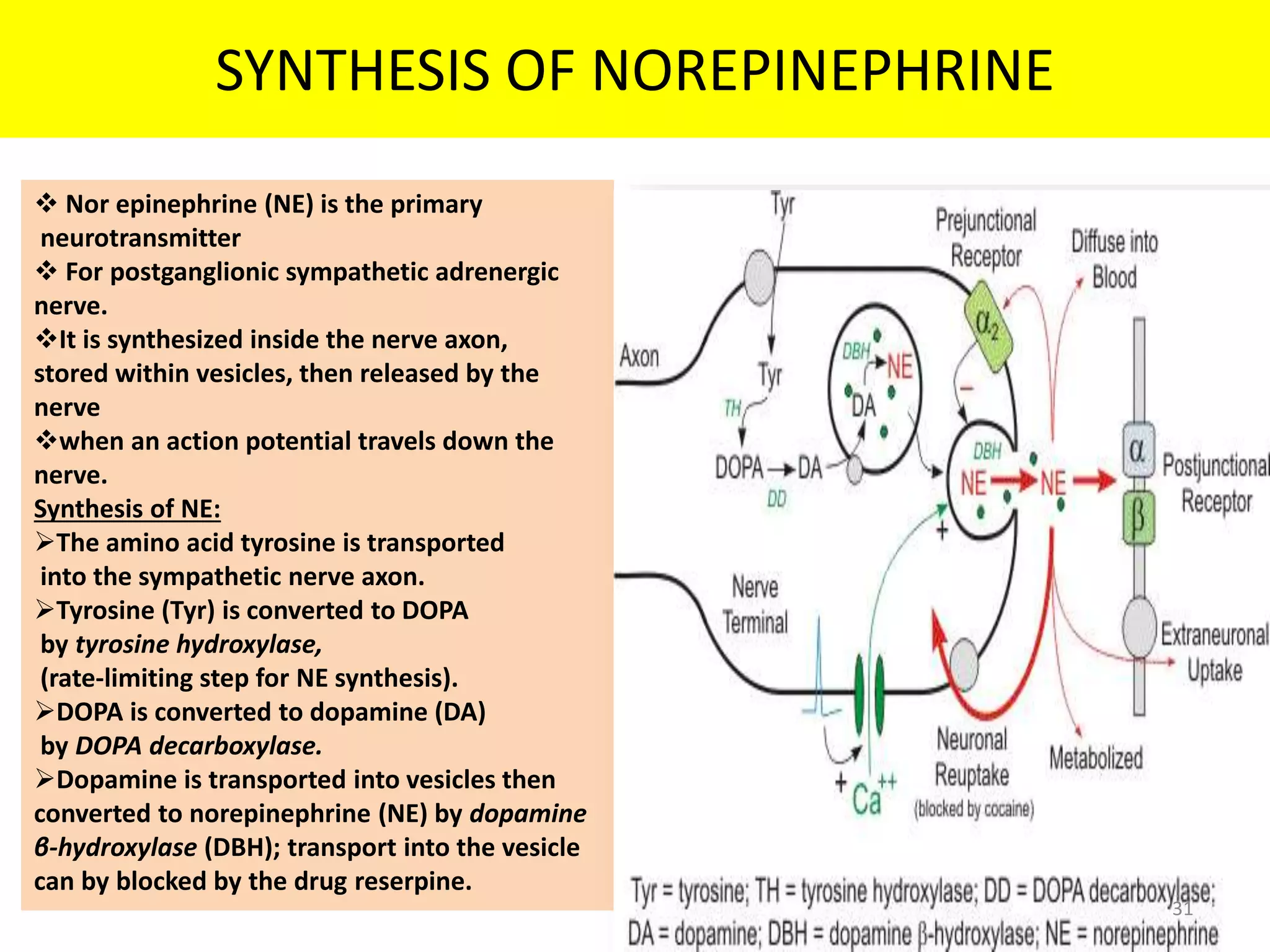 SYNTHESIS OF NOREPINEPHRINE 
 Nor epinephrine (NE) is the primary 
neurotransmitter 
 For postganglionic sympathetic adrenergic 
nerve. 
It is synthesized inside the nerve axon, 
stored within vesicles, then released by the 
nerve 
when an action potential travels down the 
nerve. 
Synthesis of NE: 
The amino acid tyrosine is transported 
into the sympathetic nerve axon. 
Tyrosine (Tyr) is converted to DOPA 
by tyrosine hydroxylase, 
(rate-limiting step for NE synthesis). 
DOPA is converted to dopamine (DA) 
by DOPA decarboxylase. 
Dopamine is transported into vesicles then 
converted to norepinephrine (NE) by dopamine 
β-hydroxylase (DBH); transport into the vesicle 
can by blocked by the drug reserpine. 
31 
 