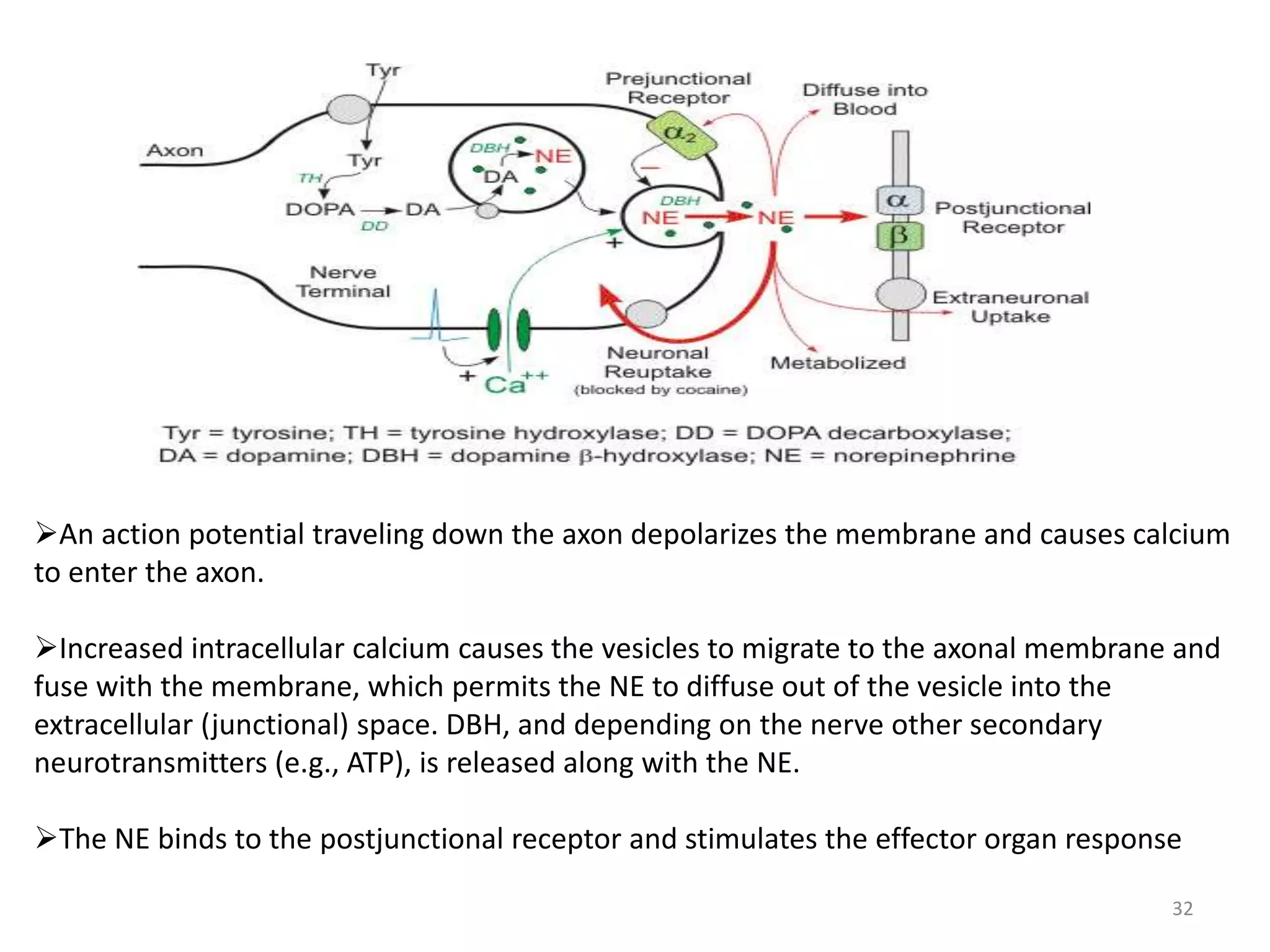An action potential traveling down the axon depolarizes the membrane and causes calcium 
to enter the axon. 
Increased intracellular calcium causes the vesicles to migrate to the axonal membrane and 
fuse with the membrane, which permits the NE to diffuse out of the vesicle into the 
extracellular (junctional) space. DBH, and depending on the nerve other secondary 
neurotransmitters (e.g., ATP), is released along with the NE. 
The NE binds to the postjunctional receptor and stimulates the effector organ response 
32 
 