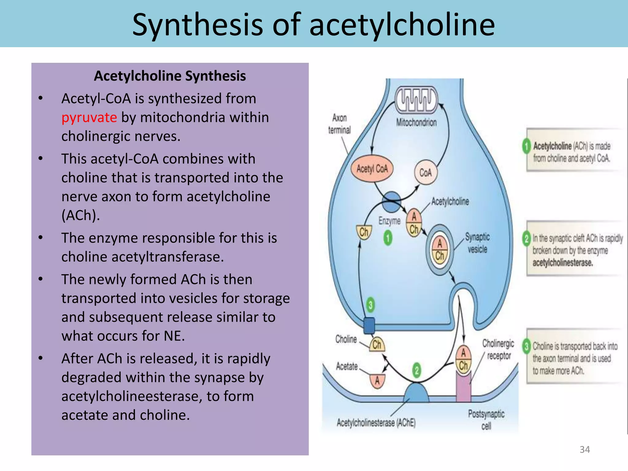 Synthesis of acetylcholine 
Acetylcholine Synthesis 
• Acetyl-CoA is synthesized from 
pyruvate by mitochondria within 
cholinergic nerves. 
• This acetyl-CoA combines with 
choline that is transported into the 
nerve axon to form acetylcholine 
(ACh). 
• The enzyme responsible for this is 
choline acetyltransferase. 
• The newly formed ACh is then 
transported into vesicles for storage 
and subsequent release similar to 
what occurs for NE. 
• After ACh is released, it is rapidly 
degraded within the synapse by 
acetylcholineesterase, to form 
acetate and choline. 
34 
 