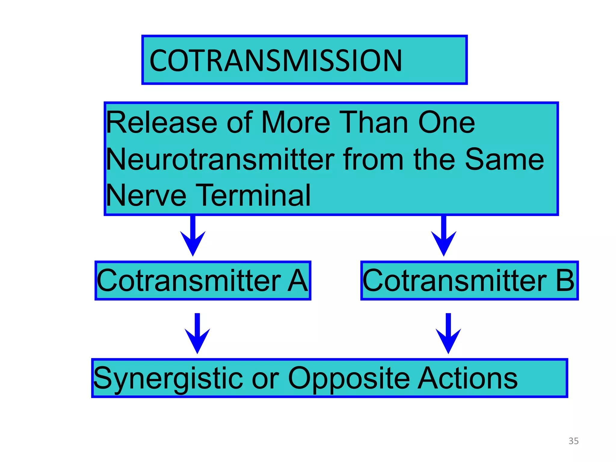 COTRANSMISSION 
Release of More Than One 
Neurotransmitter from the Same 
Nerve Terminal 
Cotransmitter B 
Cotransmitter A 
Synergistic or Opposite Actions 
35 
 
